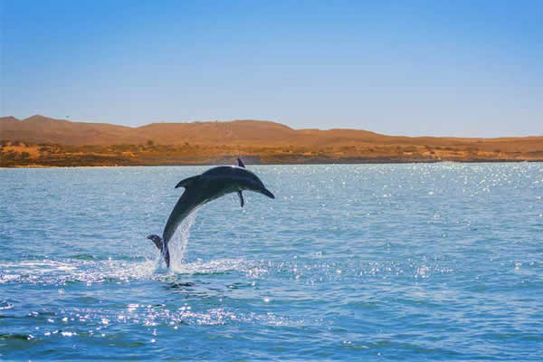 دلفین های جزیره هنگام